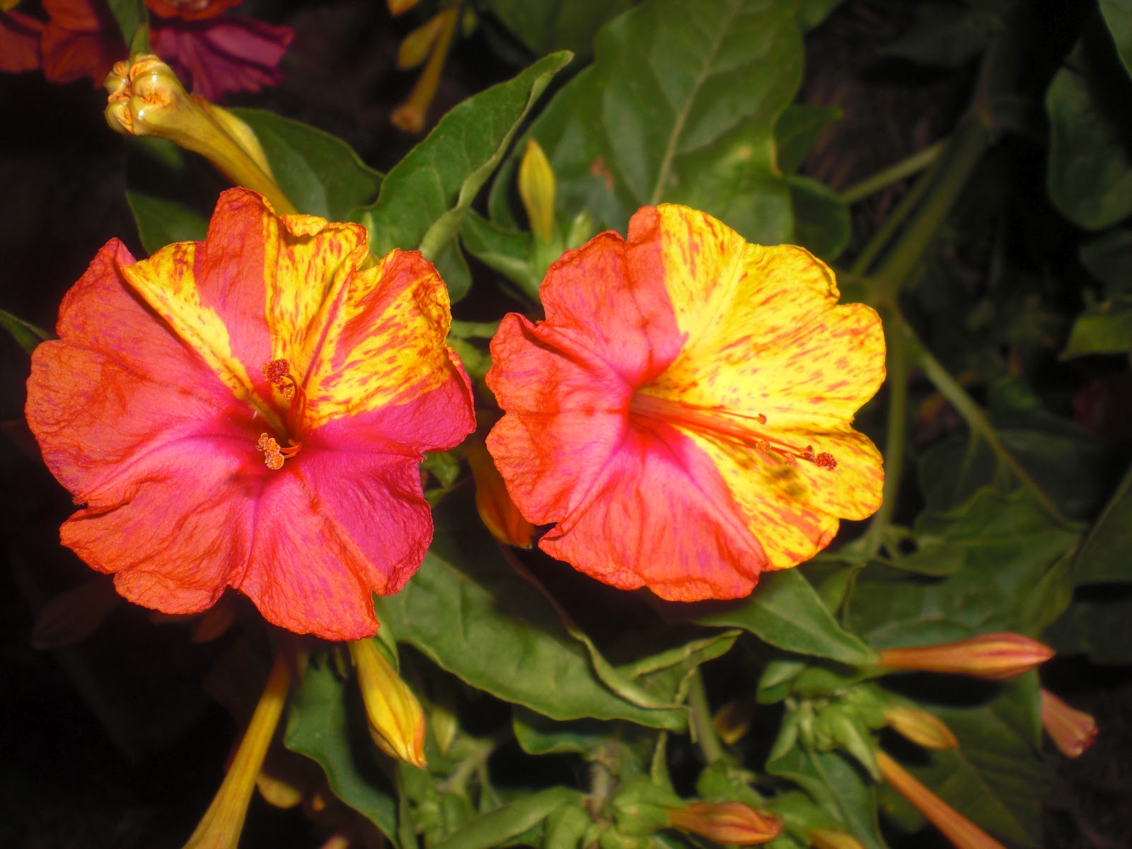 Imagenes De Flores De Varios Colores - Fotos de las flores de la Vicaria o Catharanthus roseus