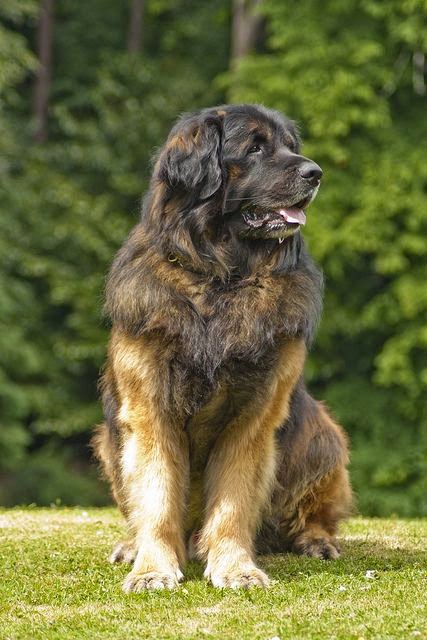 Top 5 Heaviest Dog Breeds