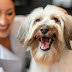 How Much Should You Tip Your Dog Groomer?