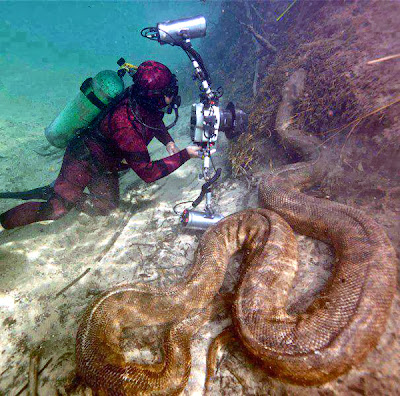 Underwater Anaconda