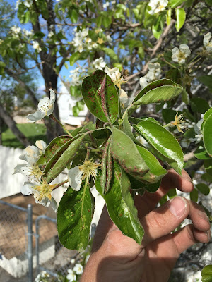 Pear Leaf Blister Mites