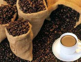 Sejarah Adanya Kopi Luwak (Civet Coffee)