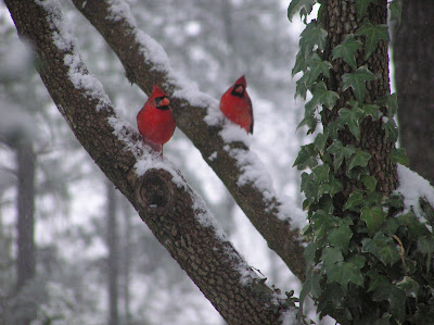 two Cardinals in snow