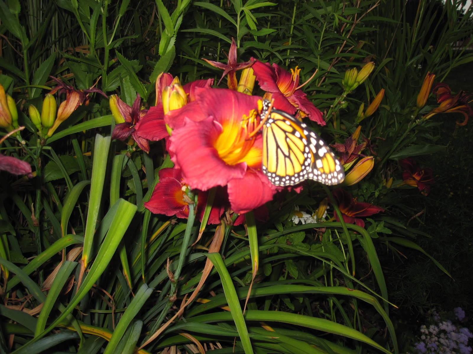 IMG_0899.JPG