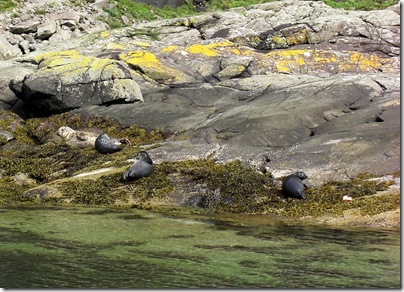 scavaig seals