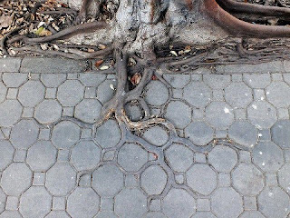 Amazing Style of Tree Roots pic