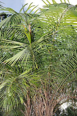 ラフィア椰子の木