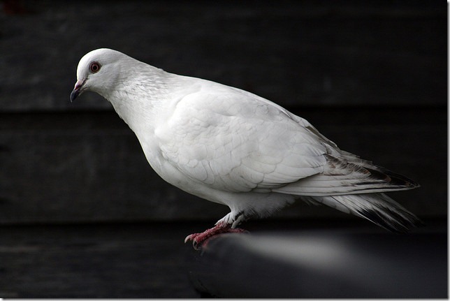 dove1