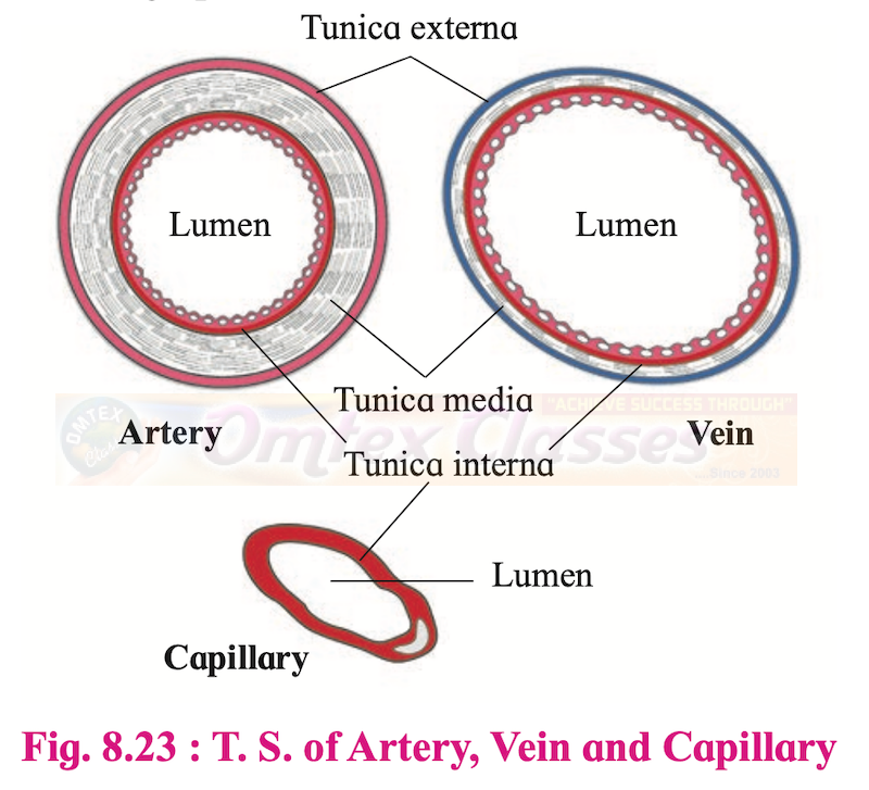 T. S. of Artery, Vein and Capillary-