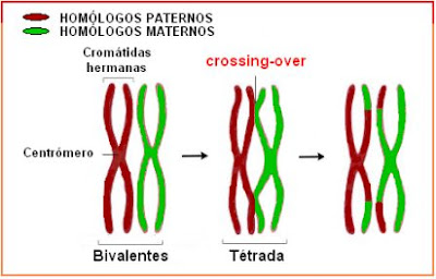 “crossing-over” producido en el paquiteno