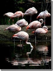 bronx-zoo-flamigoes_thumb%255B1%255D