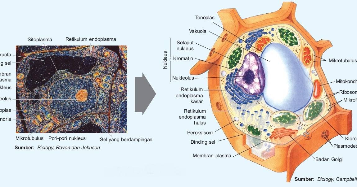 Sel  Hewan dan Sel  Tumbuhan  Gambar  dan Fungsi