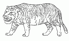 desenho colorir tigre