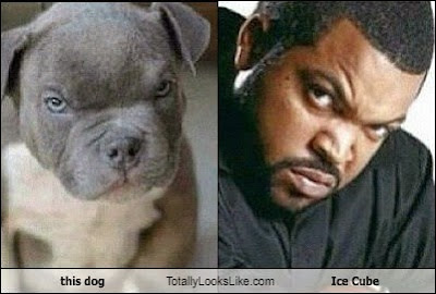 Dogs Who Look Like Celebrities