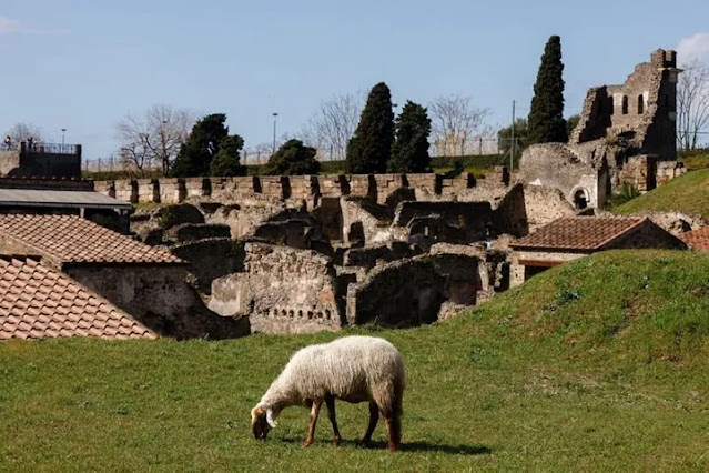 Πώς τα πρόβατα σώζουν τον αρχαιολογικό χώρο της Πομπηίας