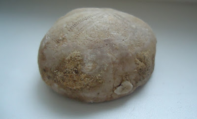 Beautiful Fossil Sea Urchin Echinoid 40mm