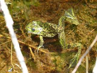 Grenouille du nord - Lithobates septentrionalis - Rana septentrionalis