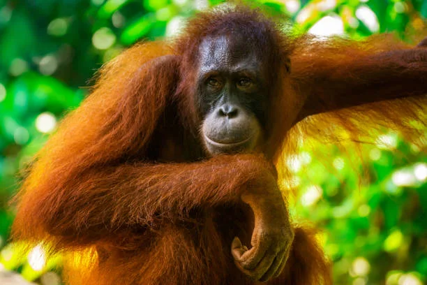 Orangutan mother stopping to wait for her baby to catch up.