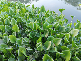 Tanaman Enceng Gondok/Eichhornia crassipes