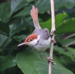 Suara Burung Cinenen Merah