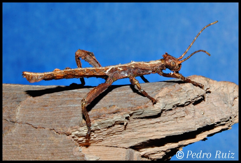 Ninfa macho L1 de Heteropteryx dilatata, 2,5 cm de longitud