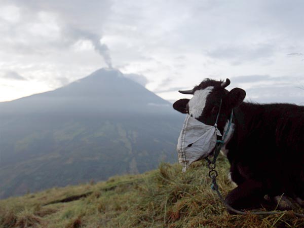 ”Cow_with_cloth_mask_for_protection_from_volcanic_ash”