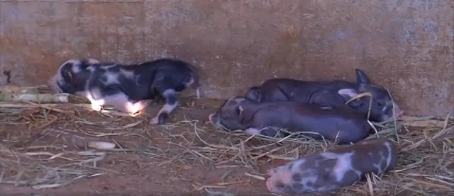 Porcos nascem sem olhos e focinhos após suposto cruzamento entre mãe e filhote em fazenda de MT