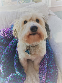 Fluffy dog in colorful crochet afghan