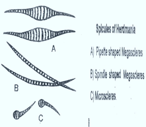 Herdmania-Spicules