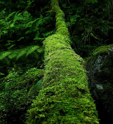 natural beauty in green color