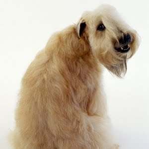 Photos of Soft Coated Wheaten Terrier Very Wonderful