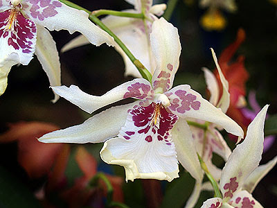 Un'orchidea tropicale, Laeliocattleya Elisabeth Fulton 'Michel'. Foto di Andrea Mangoni.