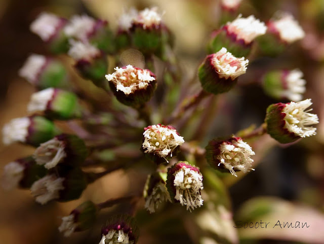 Petasites japonicus