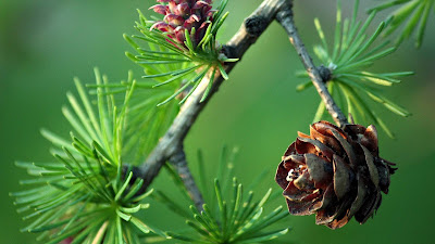 beautiful-pineconeflower-walls-pics