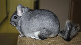 Chinchilla, Bulunya Sehalus Beludru