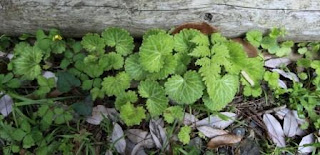 Kuping macan (indonesia) , Mother of Thousands, Strawberry Geranium, Strawberry begonia (inggris)