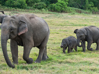 foto de familias de elefantes