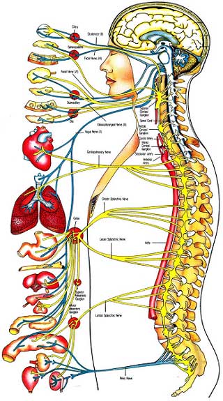human body systems diagram human body systems for kids human-1.bp.blogspot.com