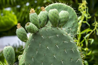 Natural Food for diabetics, Nopal Cactus