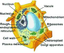 الخلية وحدة تركيبية للكائن الحي