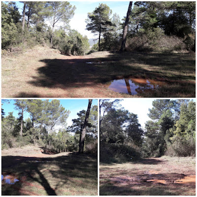 Prenafeta a Santes Creus GR-175 Ruta del Cister, camí de Figuerola al pas pel Coll de la Planota de Faló