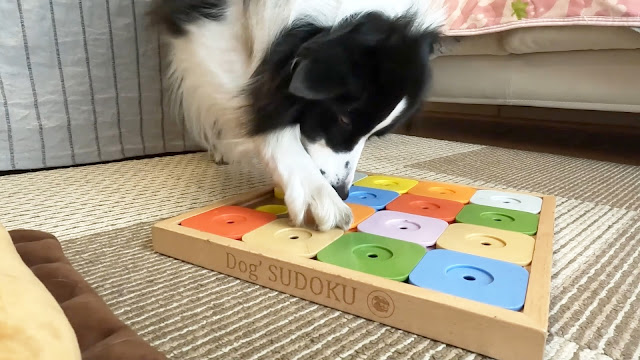 保護犬 ボーダーコリー トーマ