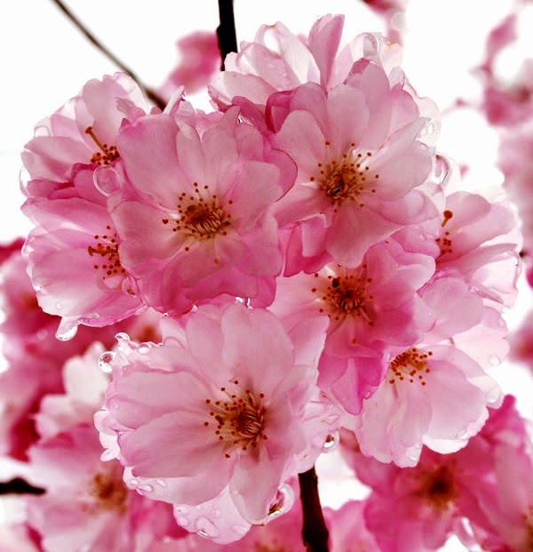  Gambar  Wallpaper Bunga  Sakura  Jepang Cantik Kata Kata 2019 