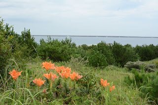 ひたち海浜公園スカシユリ