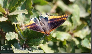 160809-3 charaxes jasius 