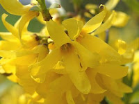 Forsythia suspensa