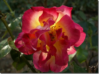 Roses 1024x768 (4) valentine wallpapers