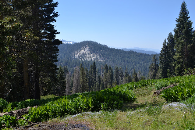 meadow of skunk cabbage