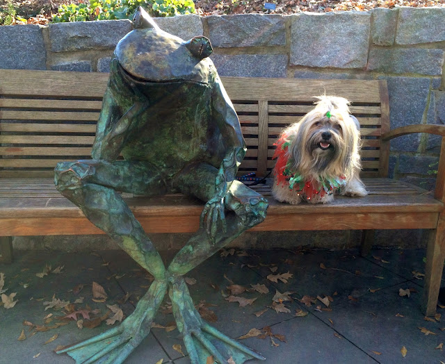 Rocco Havanese Atlanta Botanical Garden frog on bench