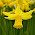 Narcissus October 7, 2013 at 4:29 PM